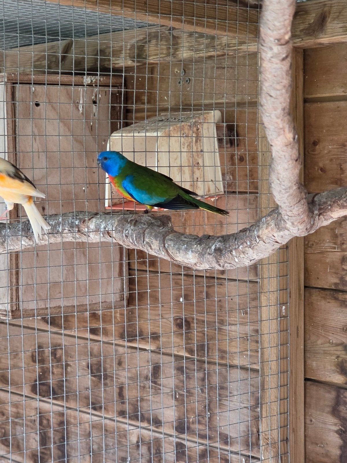 Wildkleur splendid, Meerdere dieren, Parkiet, Geringd