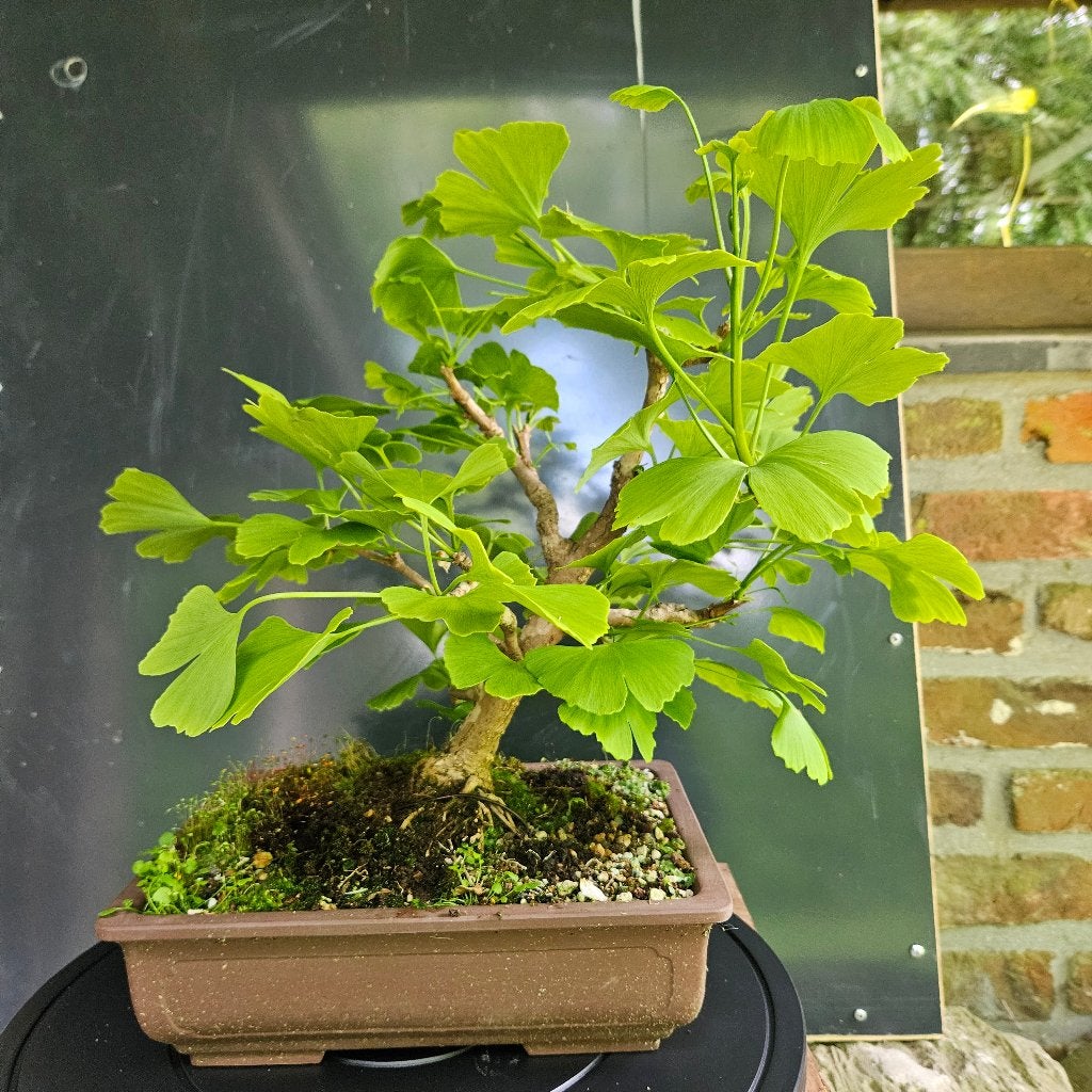 Bonsai Ginkgo marcottage, Ophalen, In pot