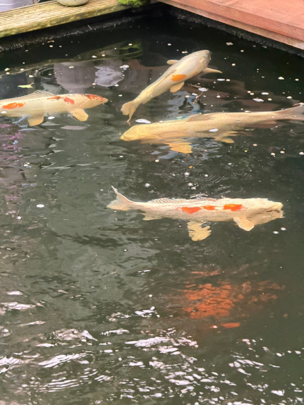 13 koi karpers tussen 12/55 cm, Karper of Koi