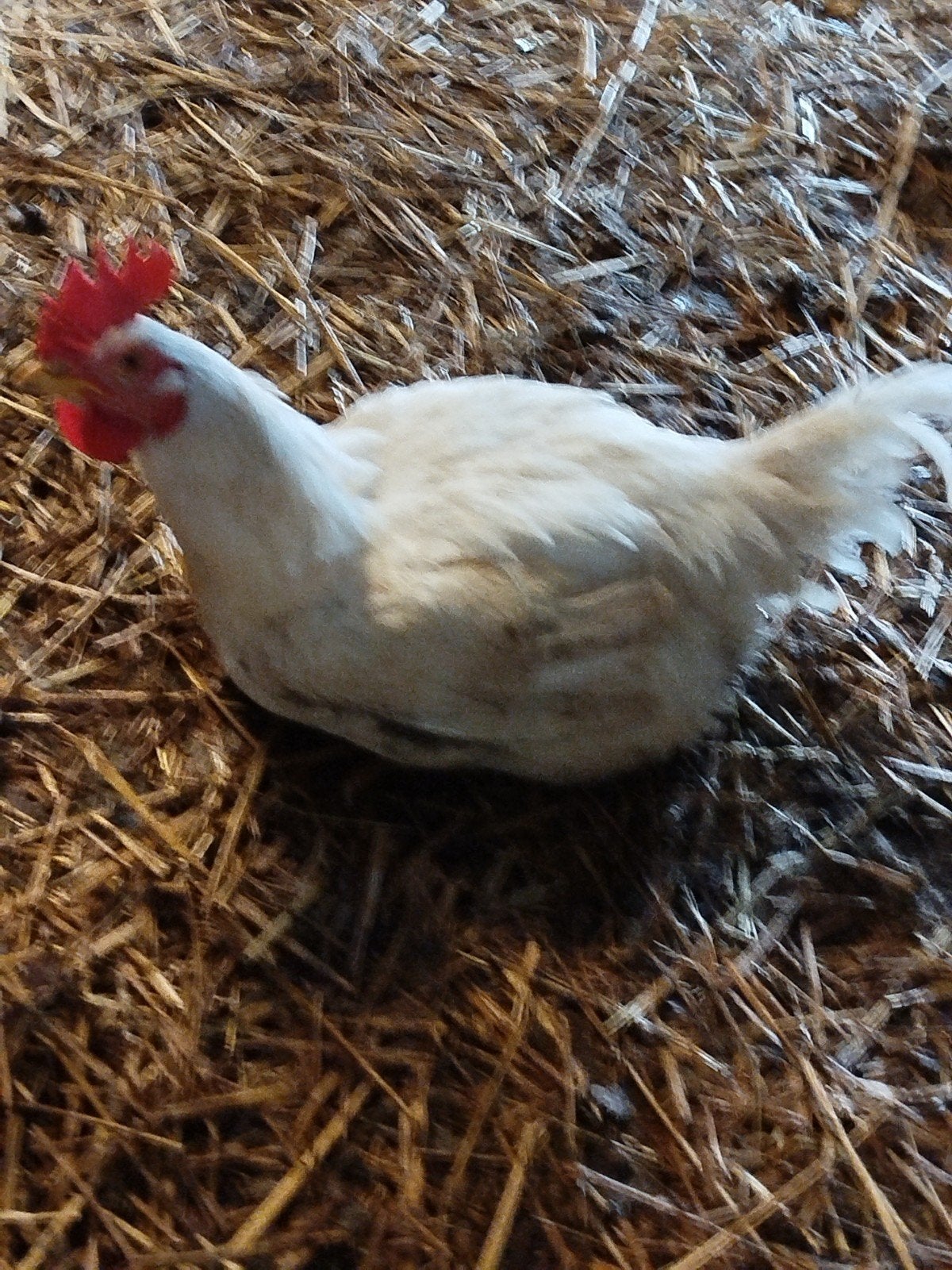 Poulets gras, Animaux & Accessoires