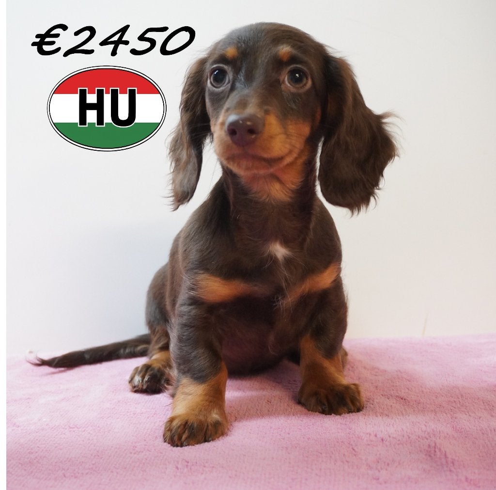 chiots Teckel à poil long, magnifiques couleurs!, 15 semaines à 1 an, Hépatite contagieuse (maladie de Rubarth), Plusieurs animaux