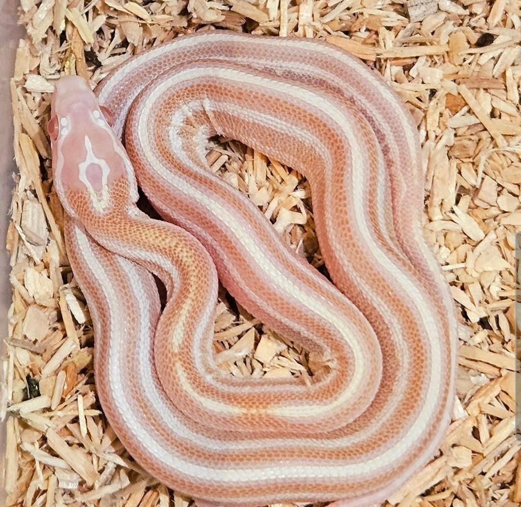 Korenslangen, Dieren en Toebehoren, Reptielen en Amfibieën