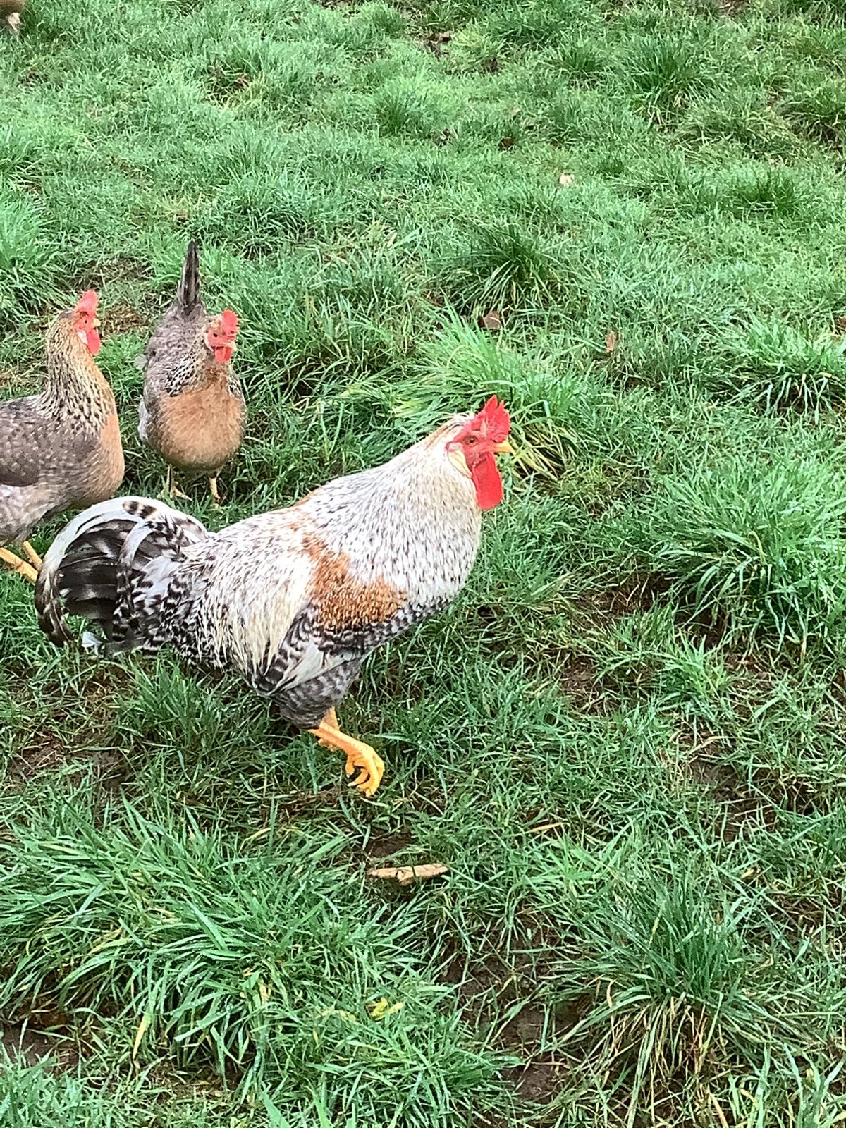 Haan cream legbar, Dieren en Toebehoren, Pluimvee