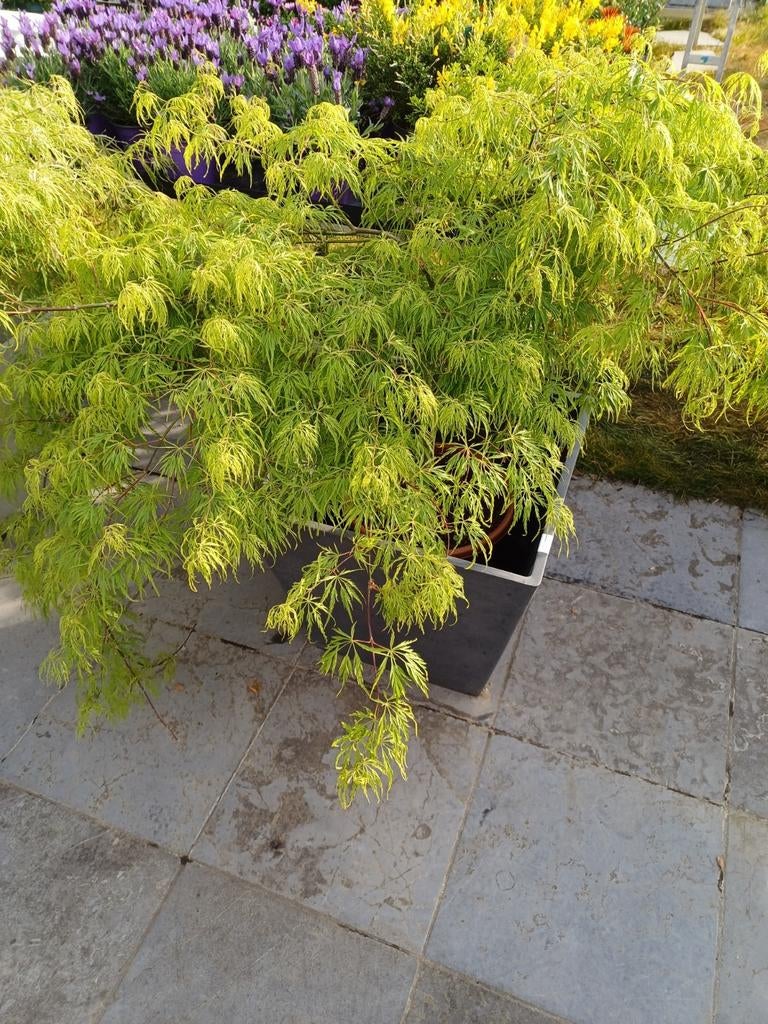 Acer palmatum garnet, Enlèvement