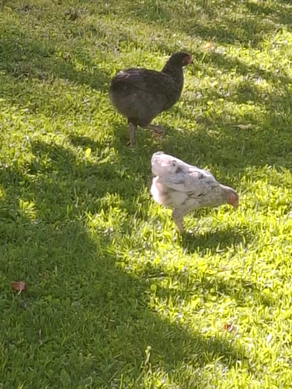 Araucana, Dieren en Toebehoren, Pluimvee