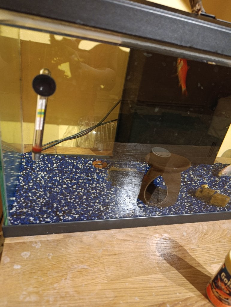 Aquarium avec poisson, Poisson