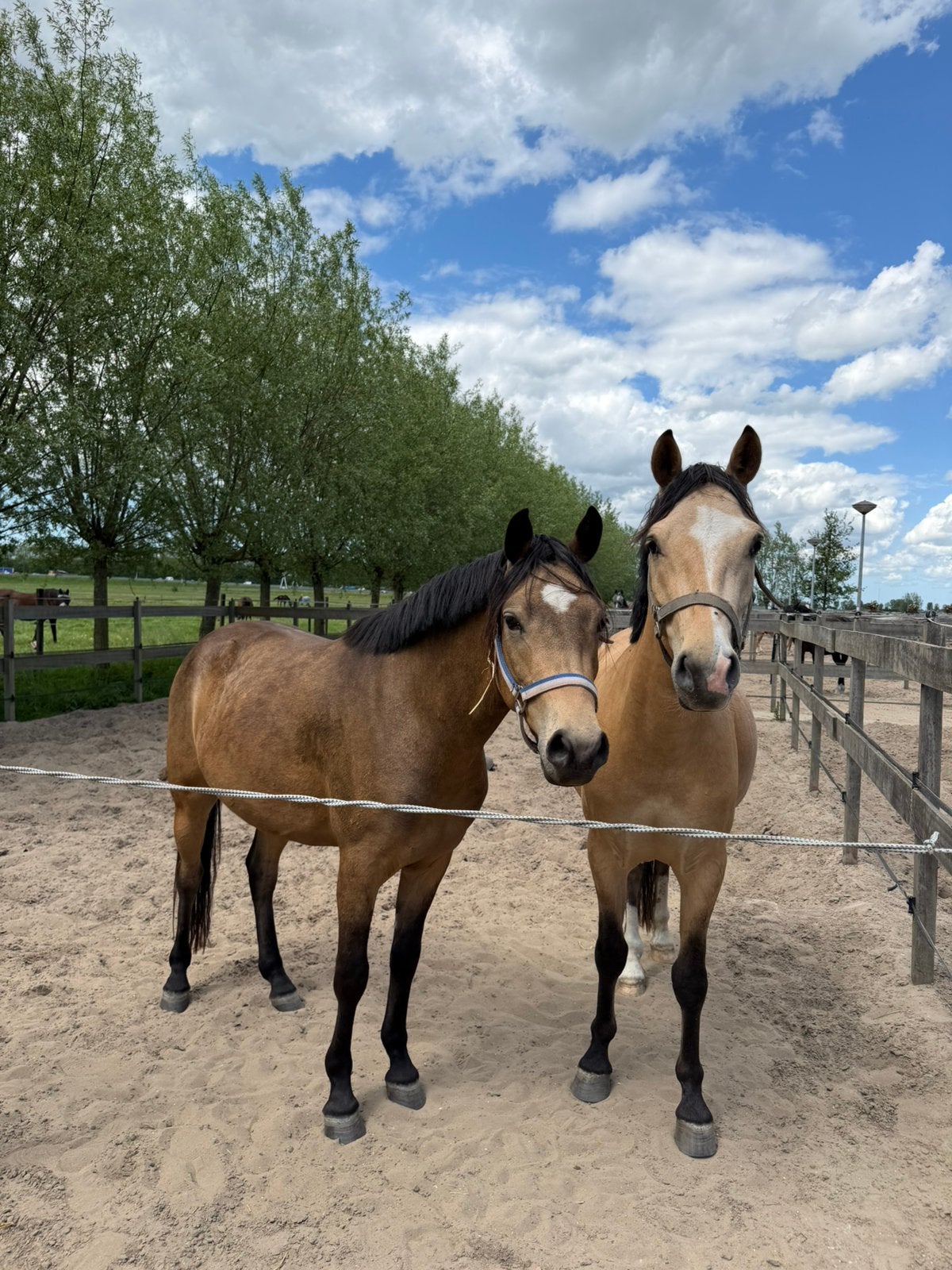 2 x 3 jarige FEI kwaliteitsvolle pony s, Dieren en Toebehoren, Paarden, Ruin, Zadelmak