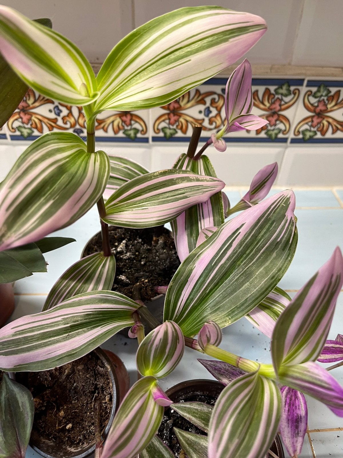 Tradescantia, Enlèvement