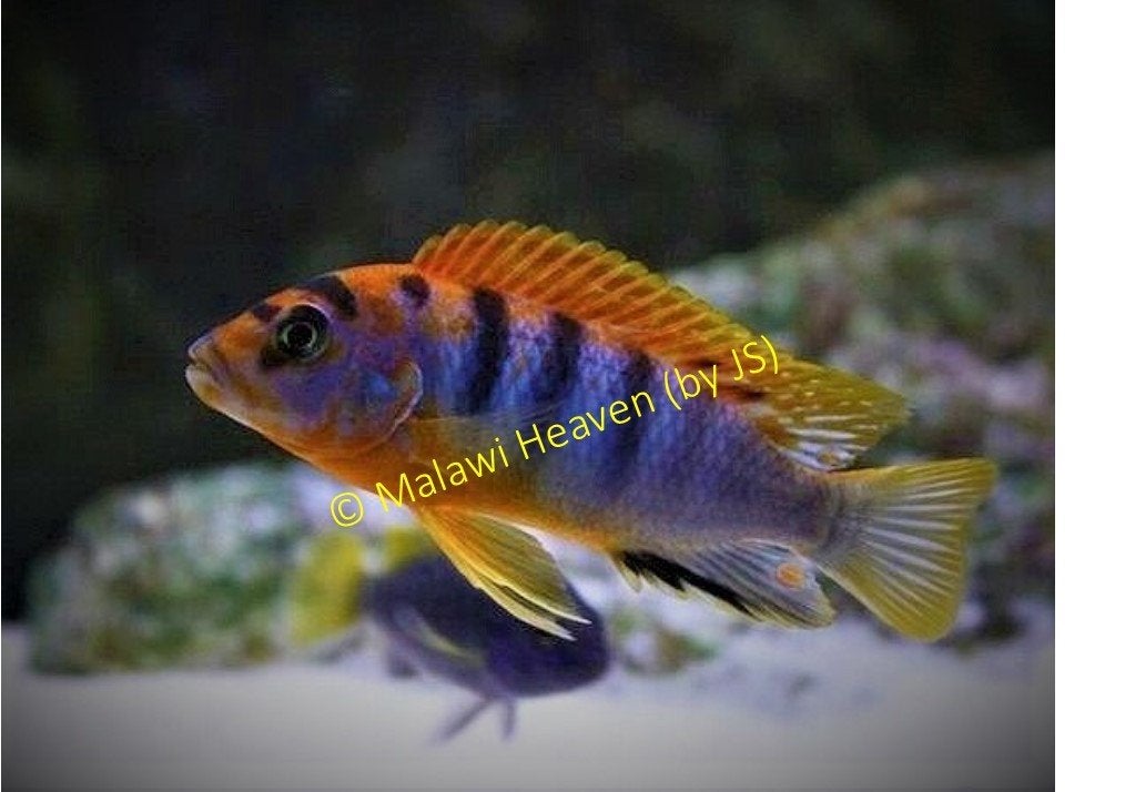Pseudotropheus Hongi malawi cichliden (Mbuna), Poisson, Poisson d'eau douce, Banc de poissons