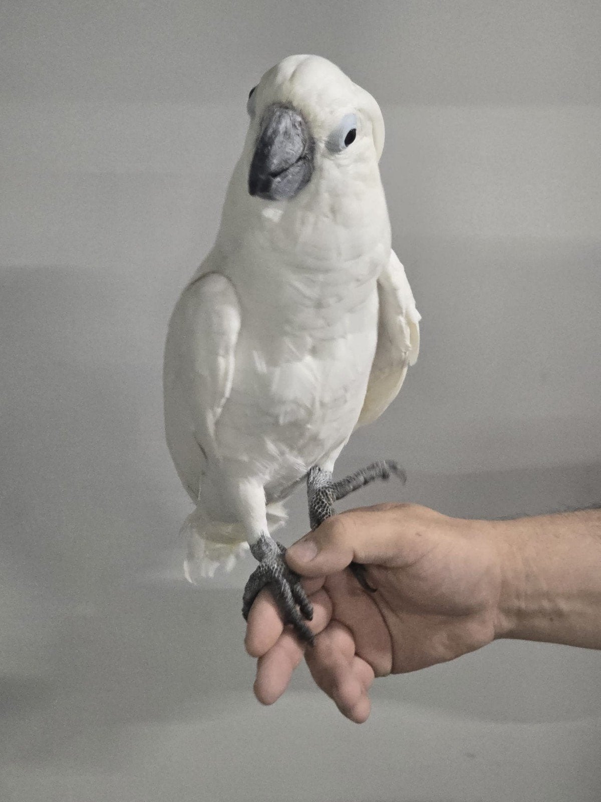 Tamme baby Witkuif Kakatoe - Alba met DNA en getest op alle, Dieren en Toebehoren, Vogels | Parkieten en Papegaaien, Geringd