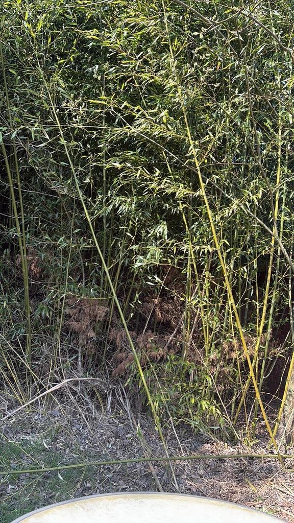 Graris bamboo verschillende lengtes en diktes, Ophalen of Verzenden