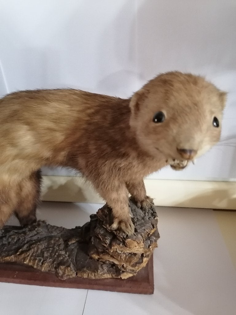 Taxidermy, Collections, Enlèvement ou Envoi, Neuf, Autres, Animal empaillé