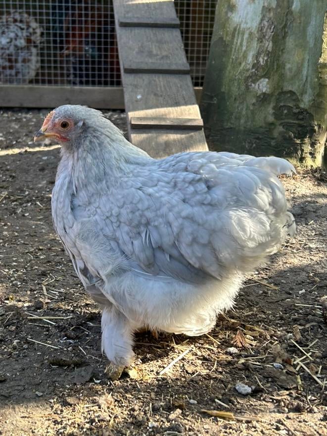 Cochin kriel duo, Plusieurs animaux, Poule ou poulet