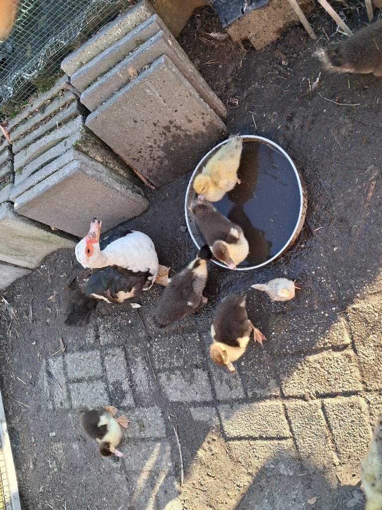 TE KOOP:JONGE BARBARIE EENDJES, Dieren en Toebehoren, Meerdere dieren, Eend