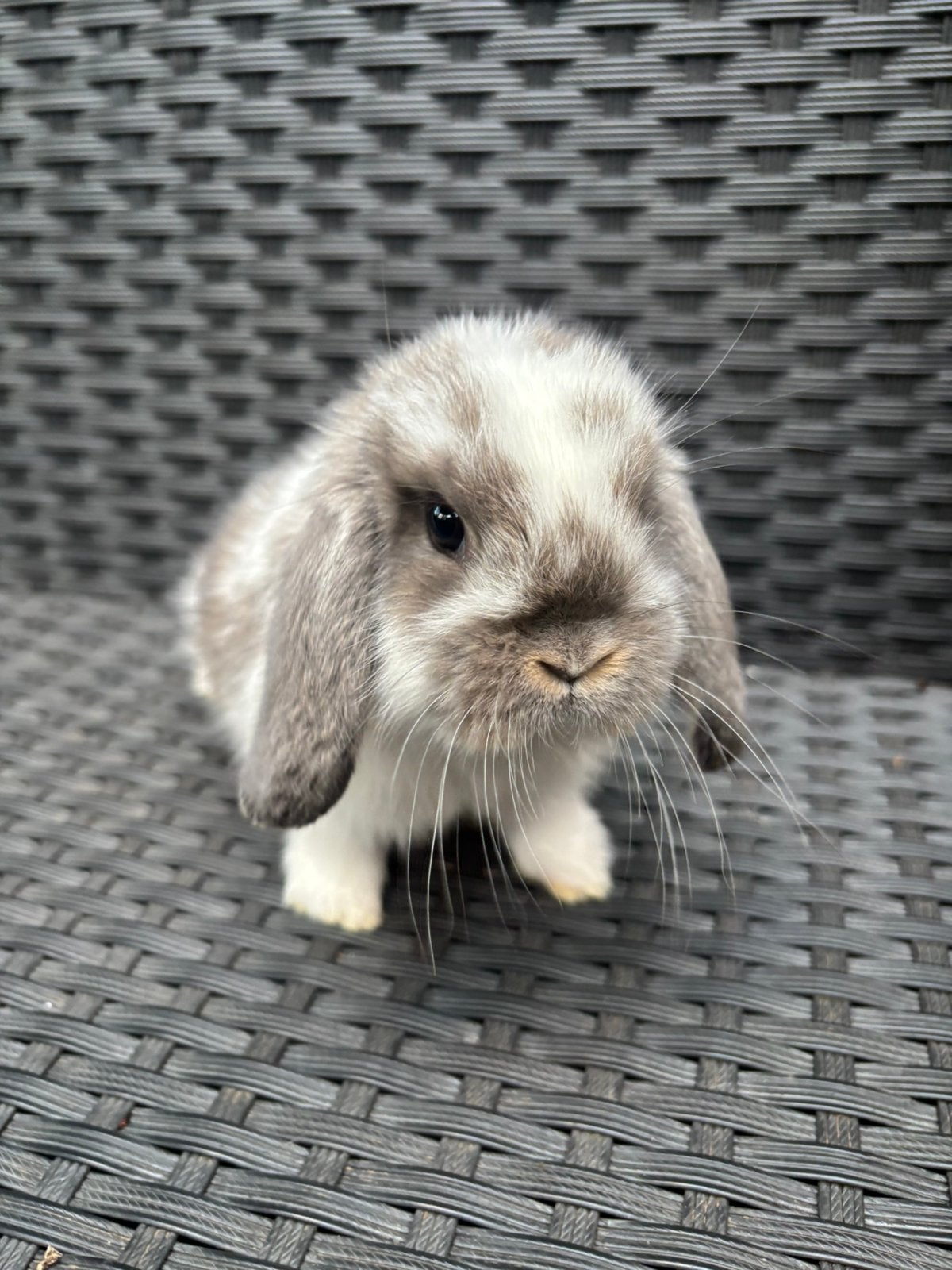 Hangoorkonijntjes te koop per 2 / 50€, Dieren en Toebehoren, Meerdere dieren, Middelgroot, Hangoor, 0 tot 2 jaar