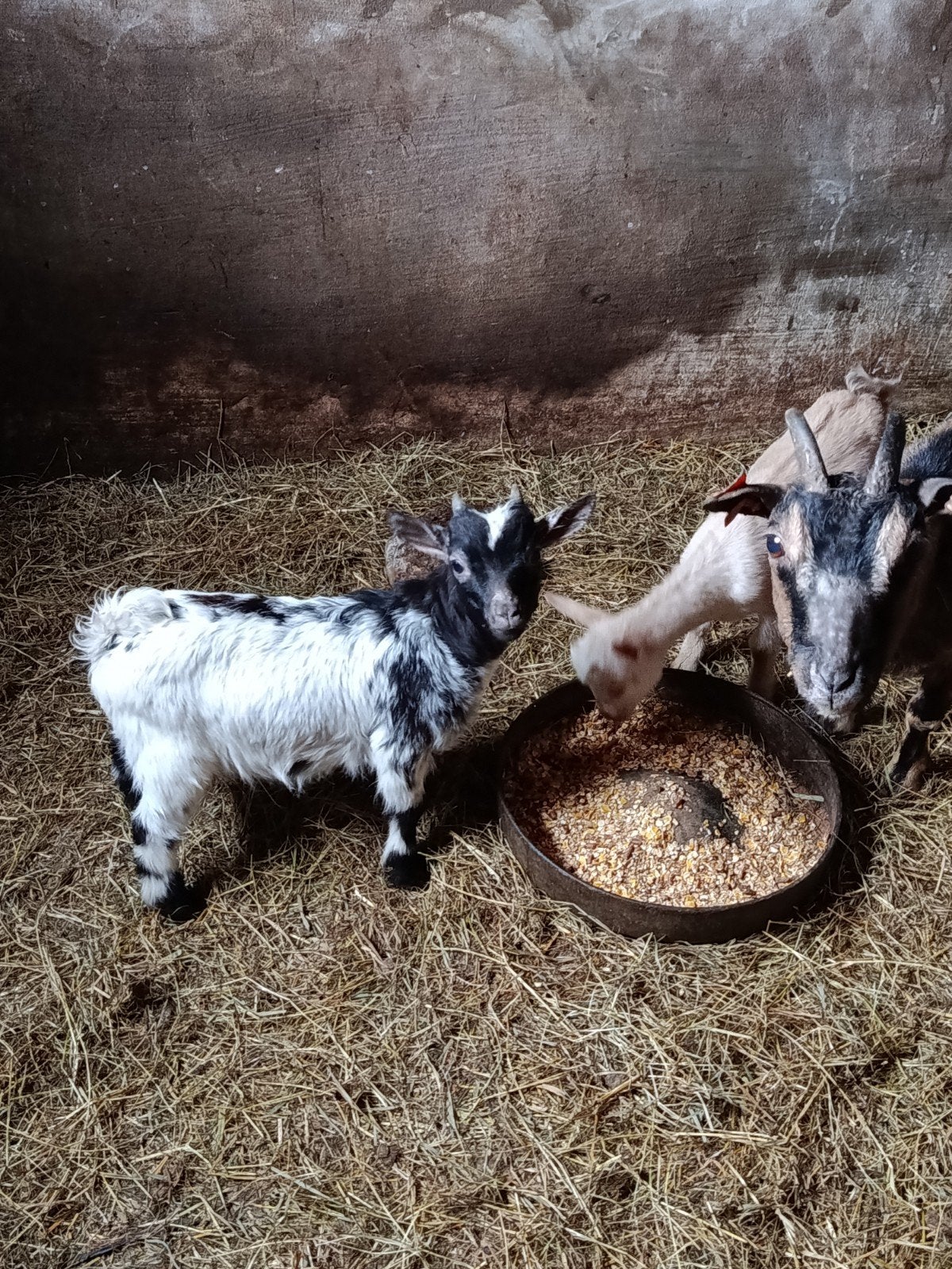 Dwerggeiten mieke en bokje, Meerdere dieren, Geit, 0 tot 2 jaar