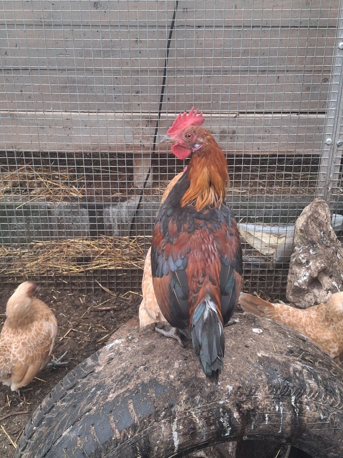 Ardenner krielen te koop!, Dieren en Toebehoren, Meerdere dieren, Kip