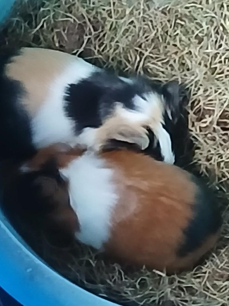 Jonge cavias  4 zeugjes, Mei, Vrouwelijk, Cavia