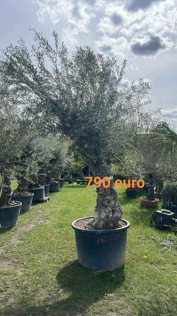 ‼️prachtige olijfbomen olea europaea aan stuntprijzen ‼️, Tuin en Terras, Ophalen