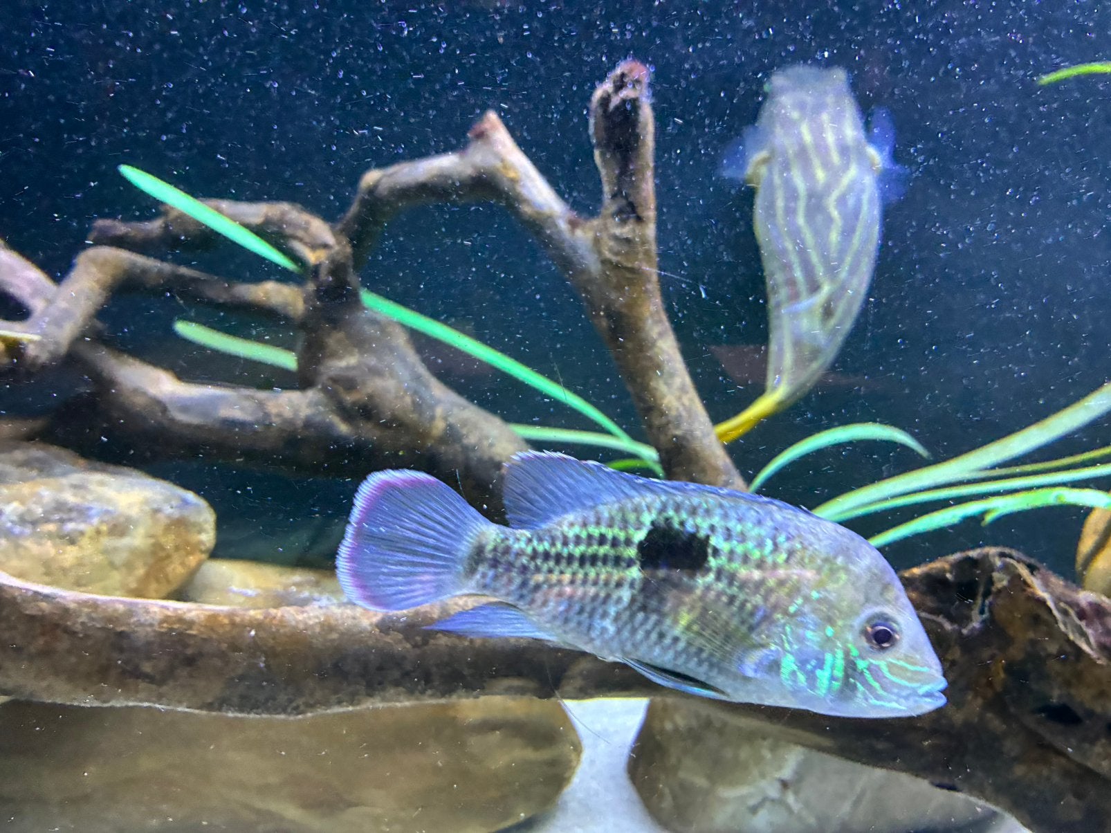 Green terror cichliden, Dieren en Toebehoren, Vis, Zoetwatervis, Schoolvis