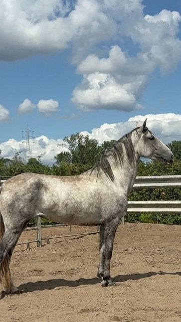 Super lieve merrie, Dieren en Toebehoren, Paarden, Merrie