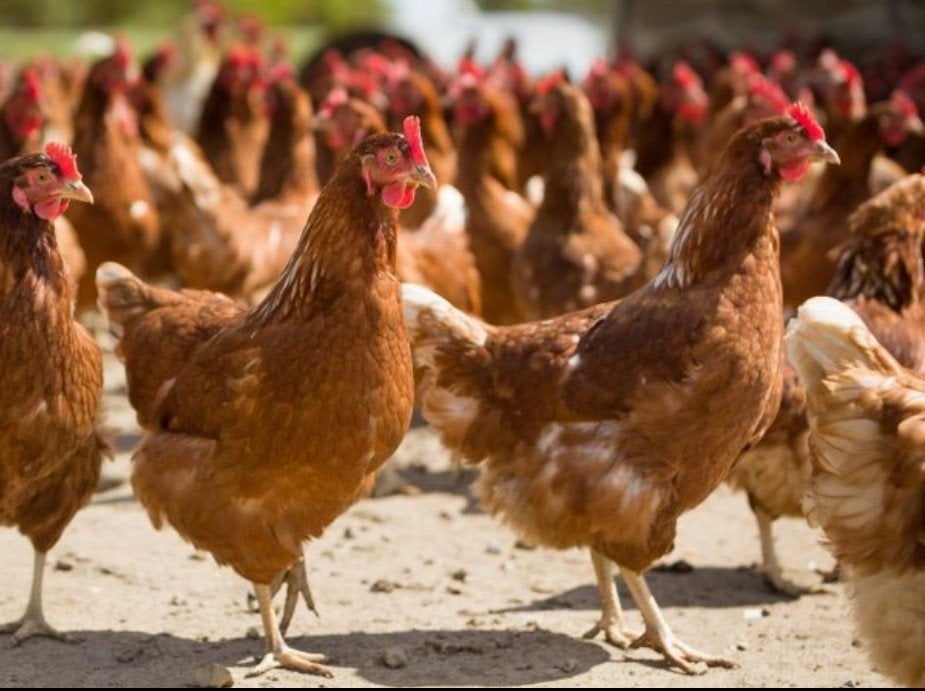 jonge Isa brown legkippen, Dieren en Toebehoren, Kip