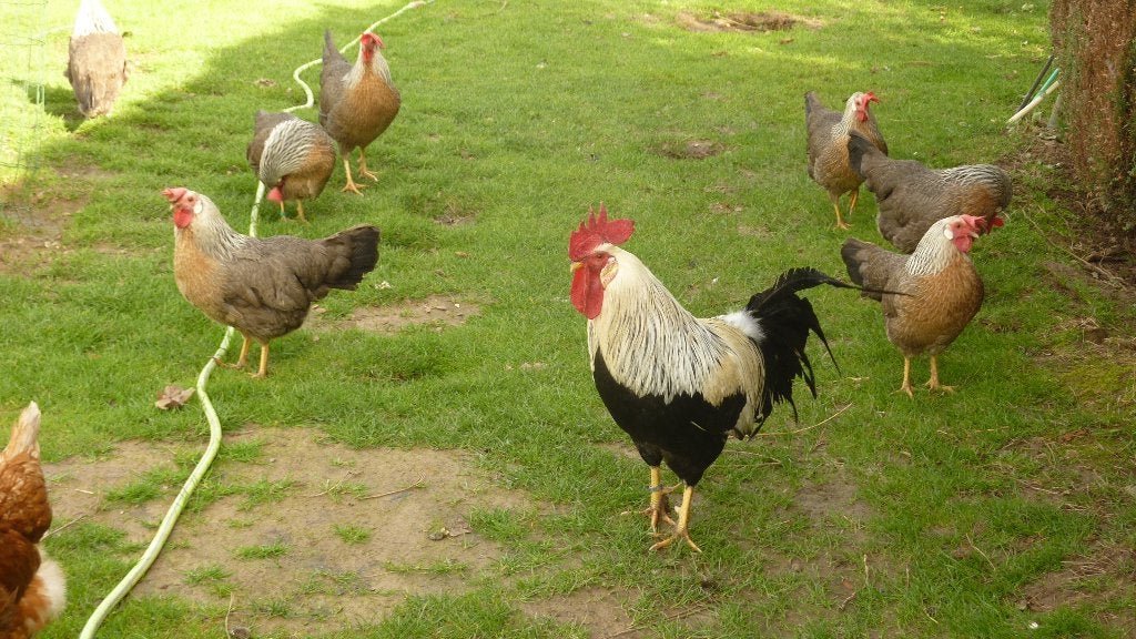 oeufs fécondés de la poule Leghorn argentée, Animaux & Accessoires, Sexe inconnu, Poule ou poulet