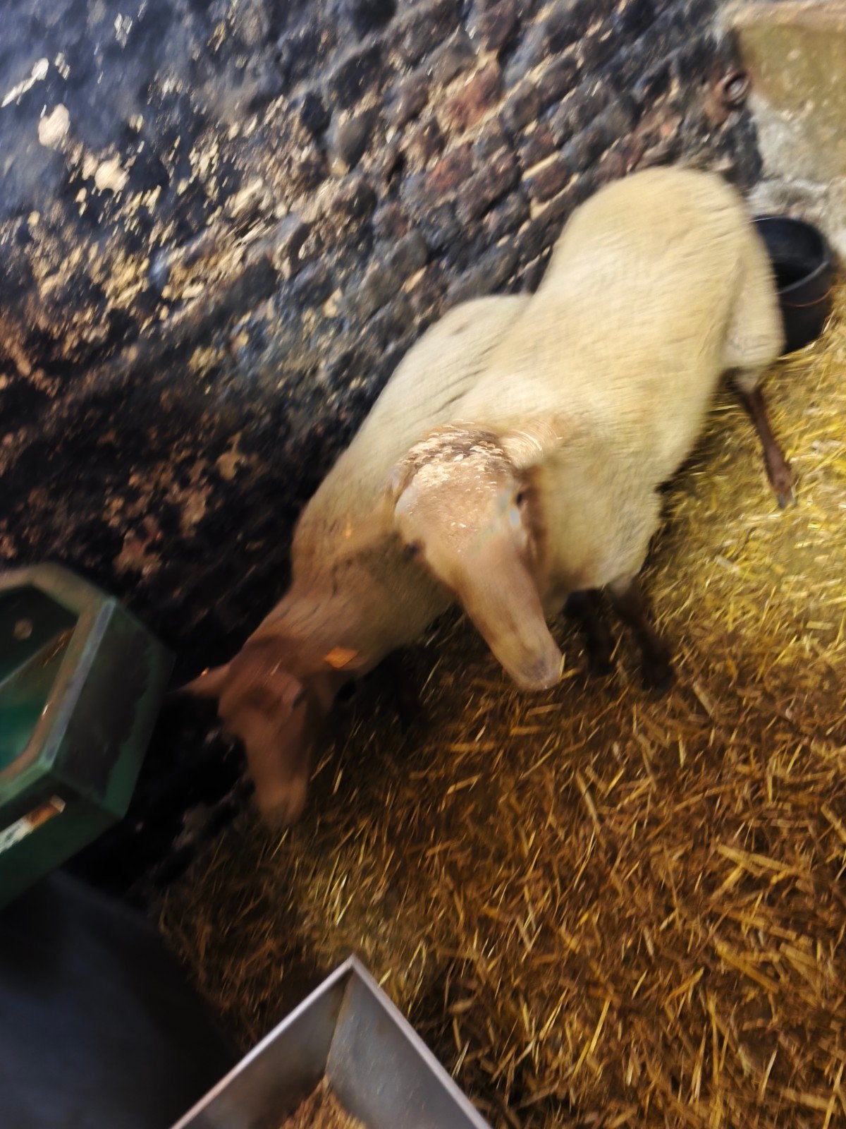 koppel voskoppen, Dieren en Toebehoren, Meerdere dieren, Schaap, 0 tot 2 jaar