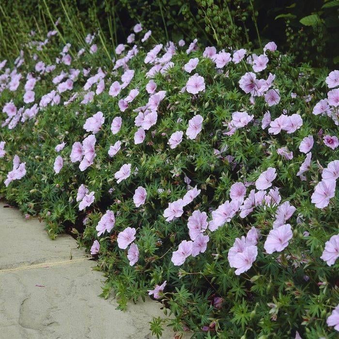 geranium sanguineum, Tuin en Terras, Planten | Tuinplanten, Ophalen, Vaste plant, Bodembedekkers