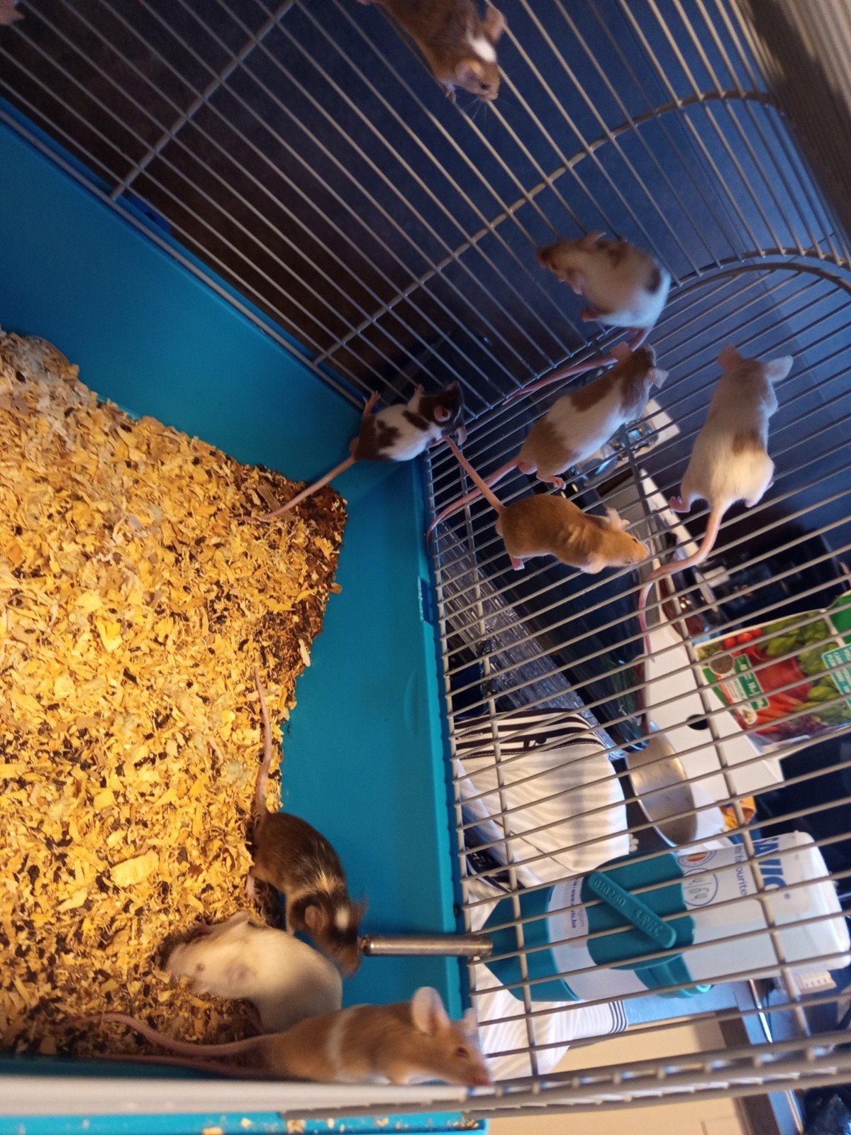 Mannelijke kleurmuizen, Dieren en Toebehoren, Februari, Mannelijk, Muis
