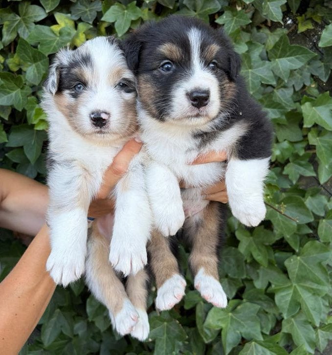 Chiots bergers australiens avec pedigree !, Animaux & Accessoires, Chiens | Bergers & Bouviers, Chien (mâle), Berger, Éleveur | Professionnel