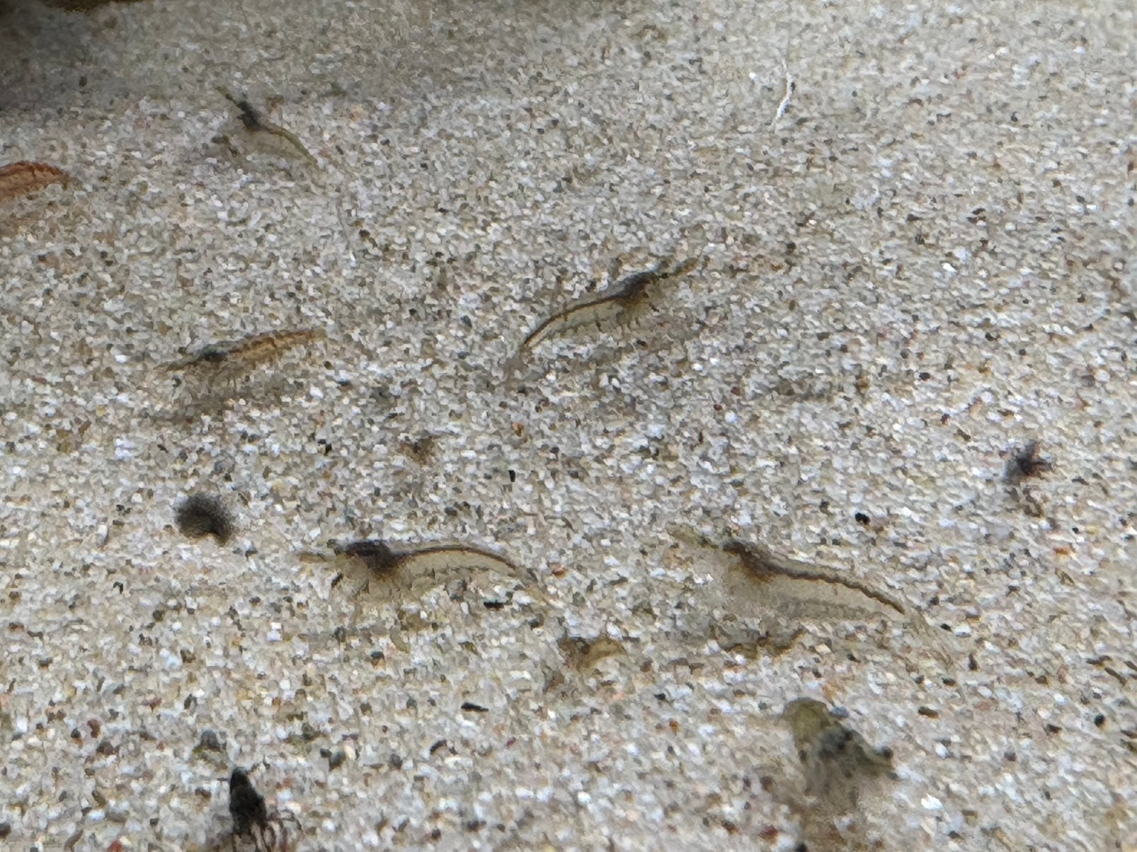 Wildkleur garnaaltjes, Kreeft, Krab of Garnaal, Zoetwatervis