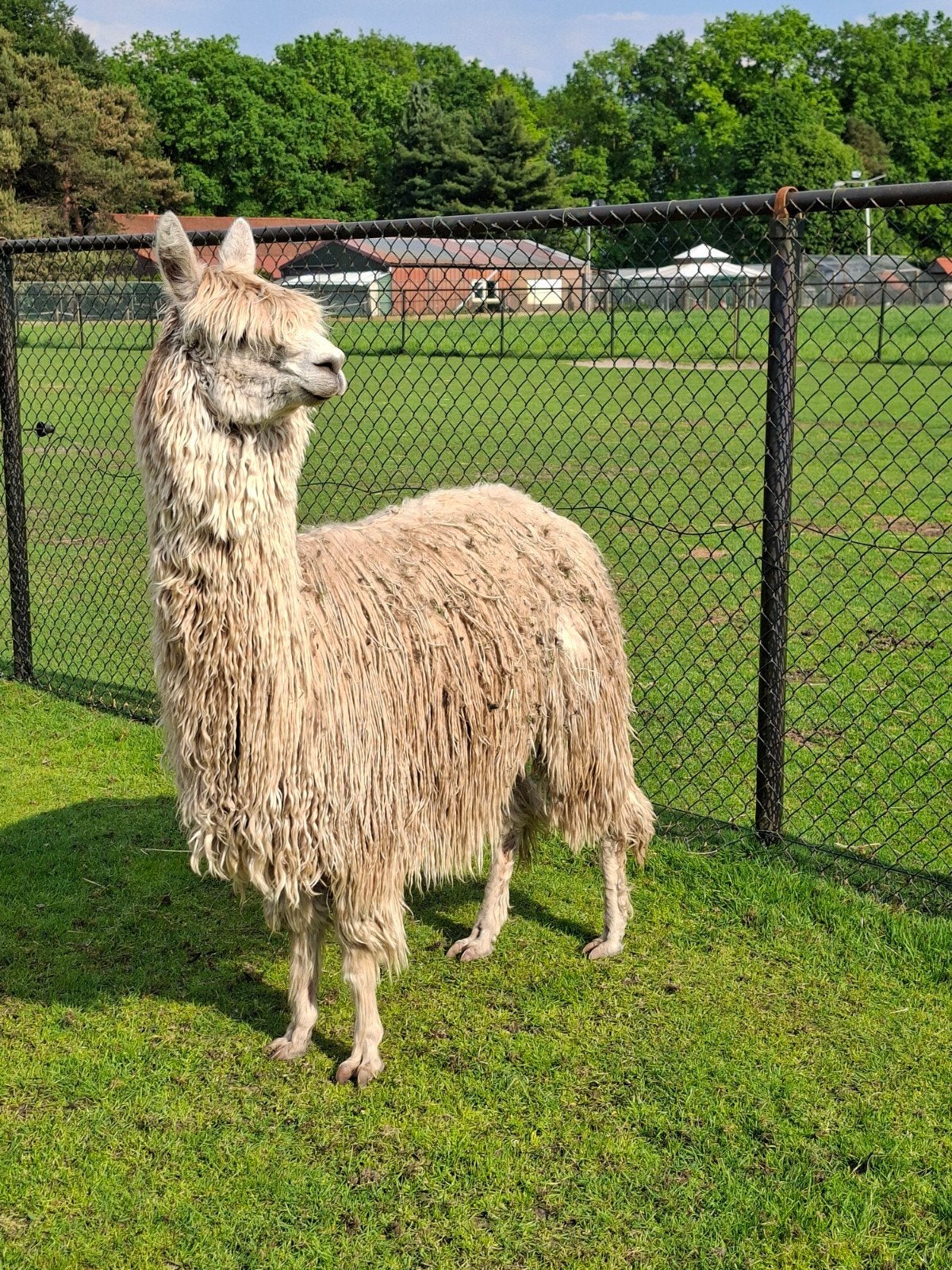 alpaca suri merrie fawn, Dieren en Toebehoren, Juni, Vrouwelijk