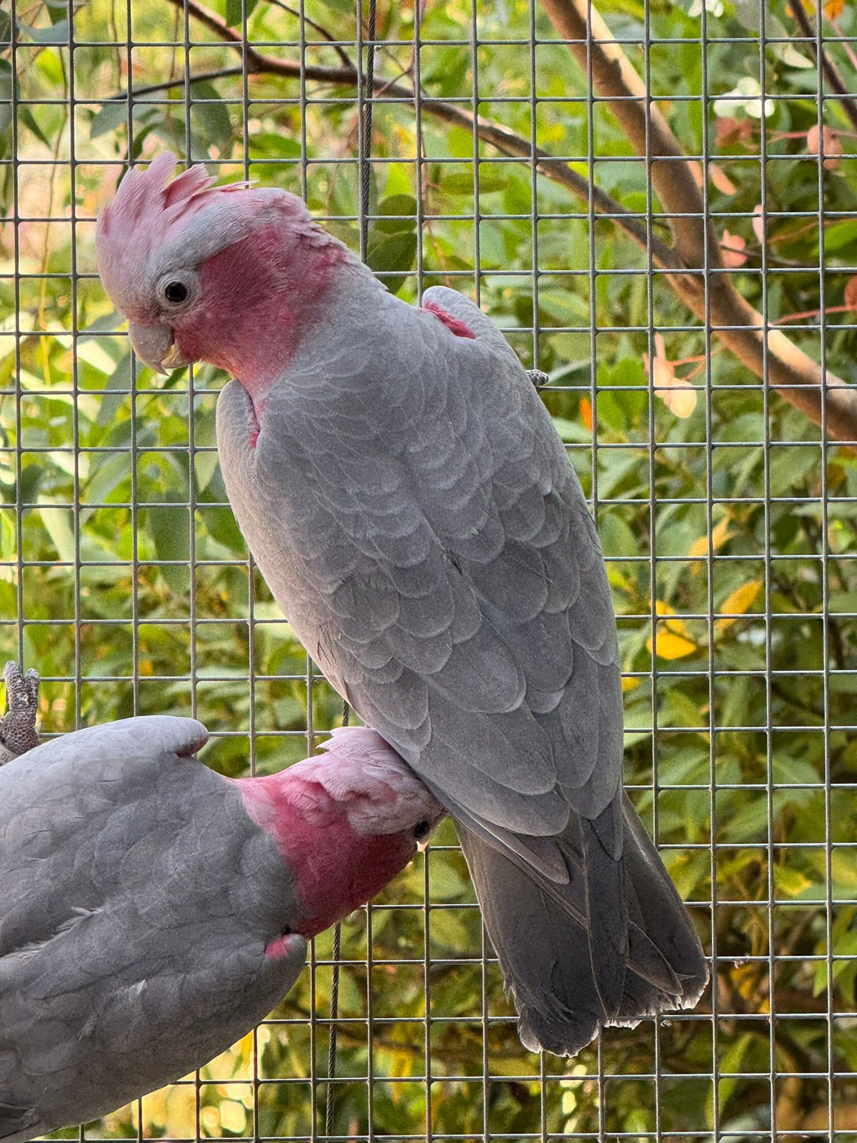 Kaketoe 2026, Dieren en Toebehoren