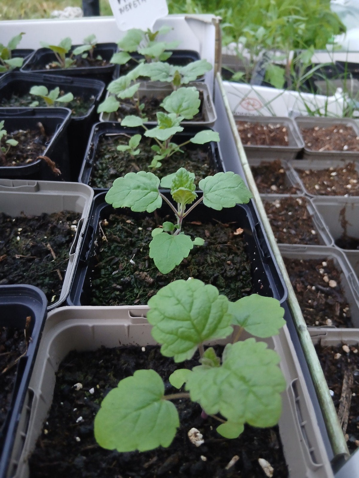 CATNIP kattekruid, Tuin en Terras, Planten | Tuinplanten, Ophalen, Vaste plant