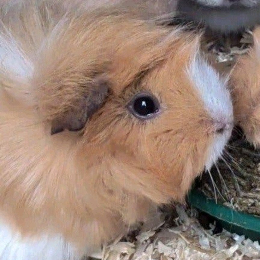 Tamme en mooie borstelharige cavia zeug, Animaux & Accessoires, Rongeurs, Femelle, Cobaye, Novembre, Domestique