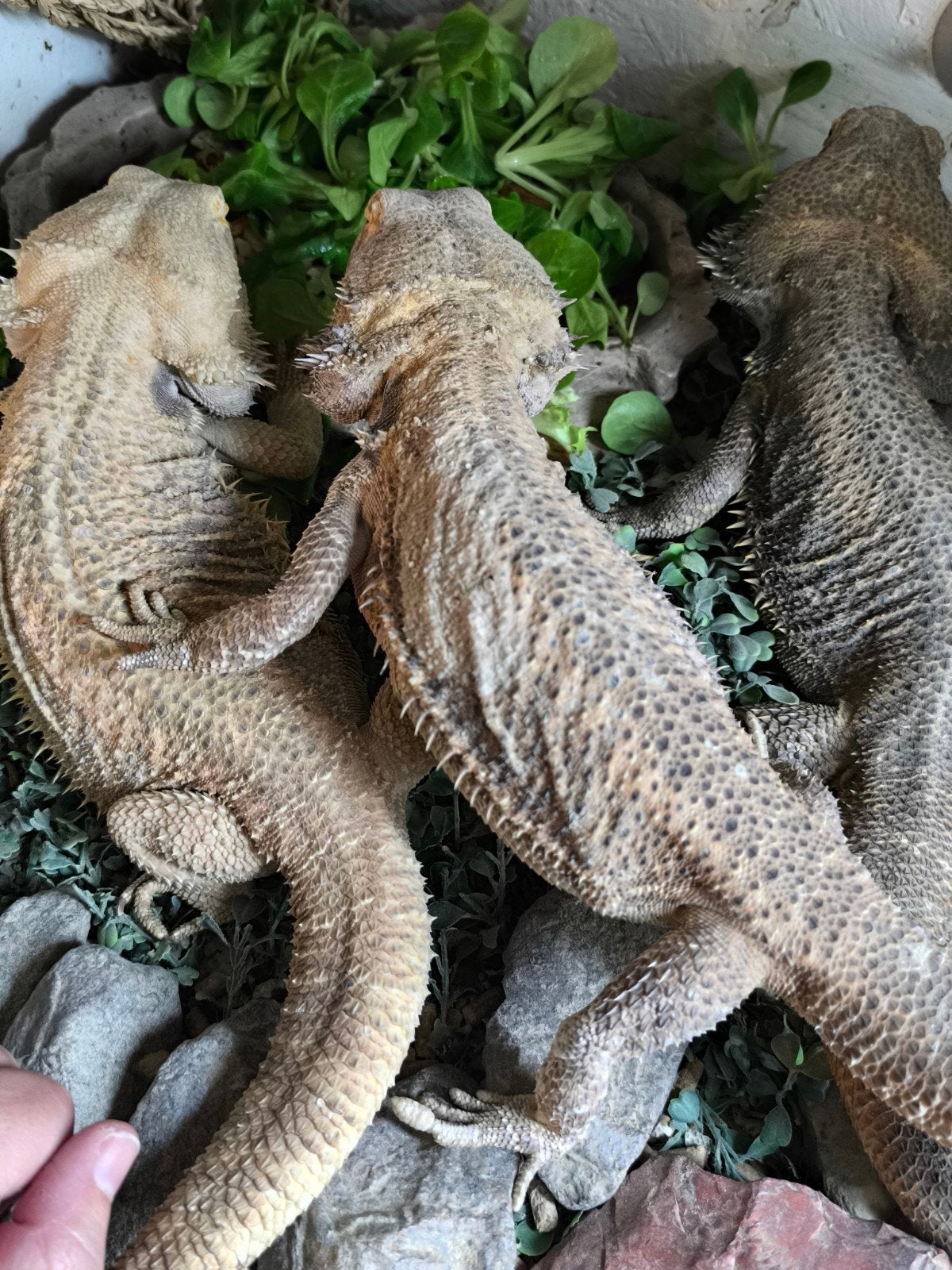 groot terrarium met 3 baardagamen.