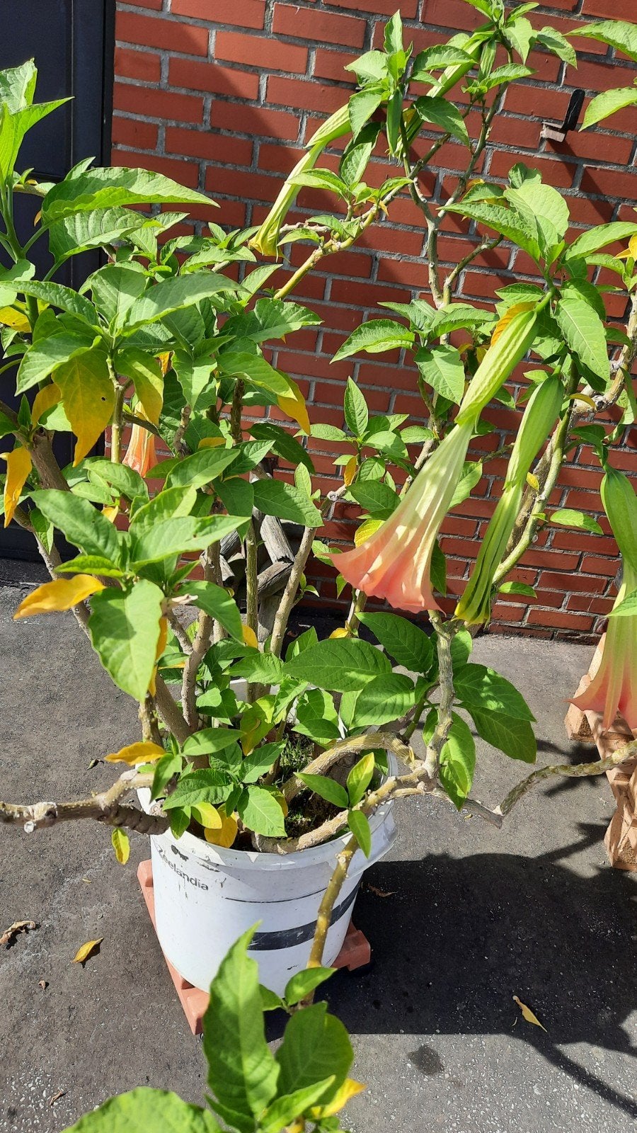 roos kelk bloem 9 stengels, Ophalen
