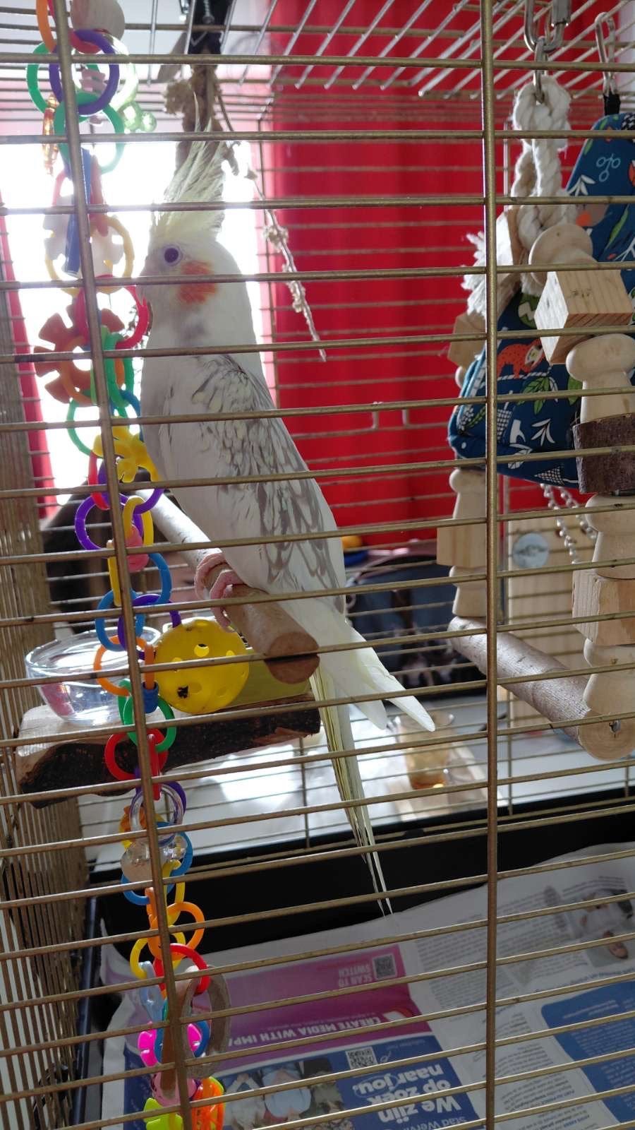 Oiseau, Sexe inconnu, Perruche, Domestique