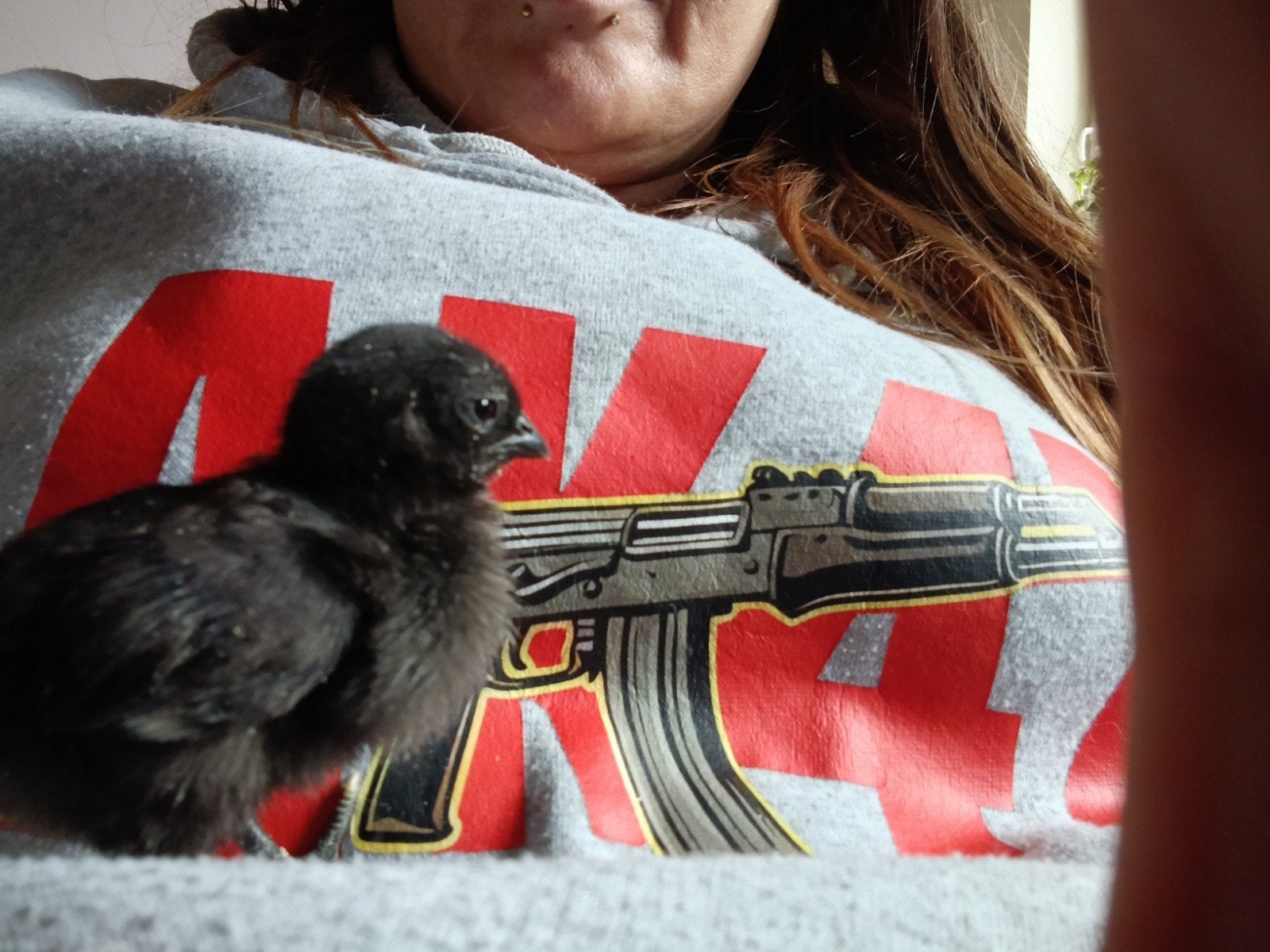 3 weken oude Ayam Cemani's ongesext, Ophalen