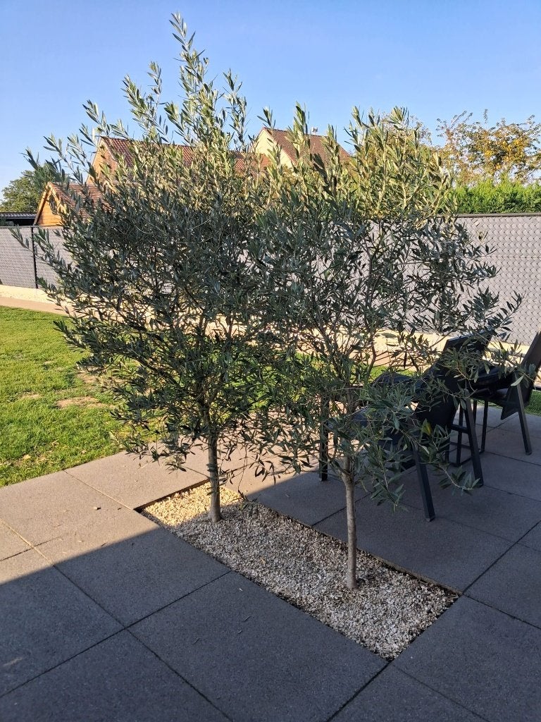 Olijfboom (set van 2 olijfbomen), Tuin en Terras, Ophalen, Olijfboom, 100 tot 250 cm