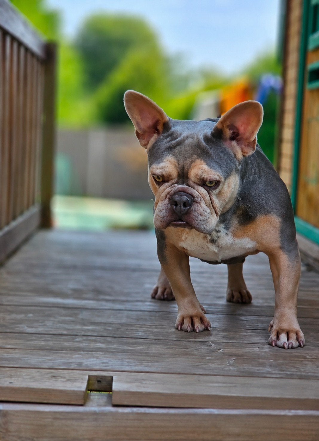Franse bulldog teefje, België, Fokker | Hobbymatig, Teef, Eén hond