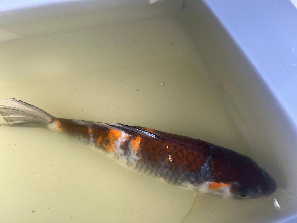 Koi Showa 22cm, Carpe ou Koï