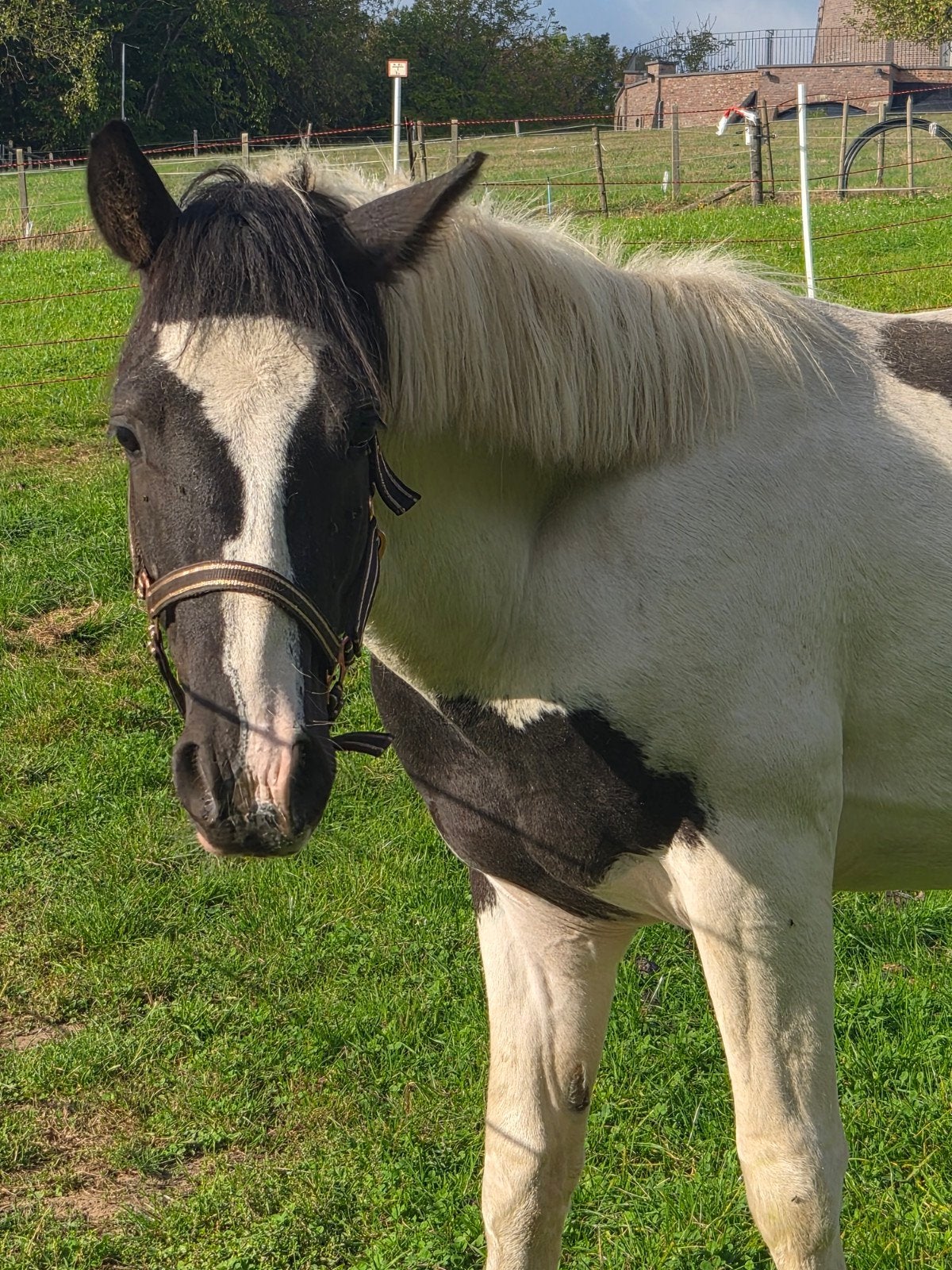 2,5 jarige bonte hengst C springpony, Dieren en Toebehoren, Hengst, Onbeleerd, Met stamboom, 0 tot 2 jaar