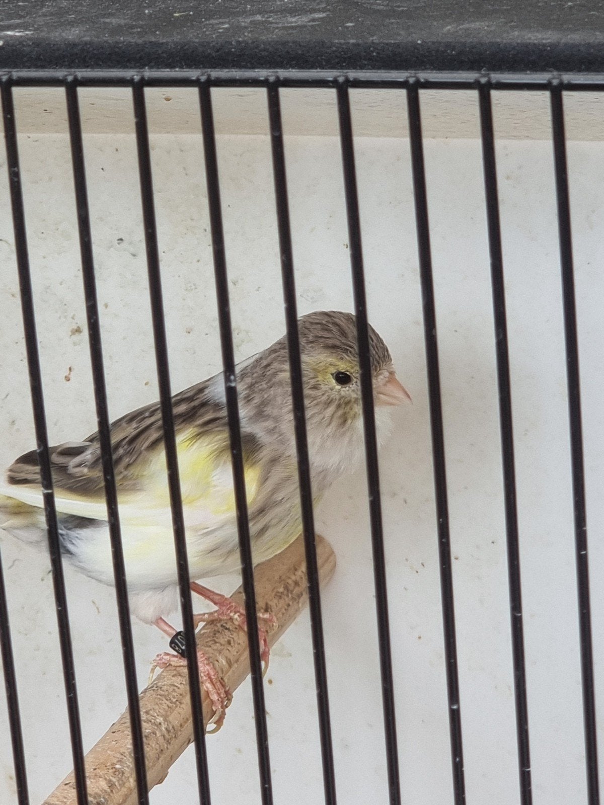 Kanarie pop bont., Dieren en Toebehoren, Vogels | Kanaries, Vrouwelijk