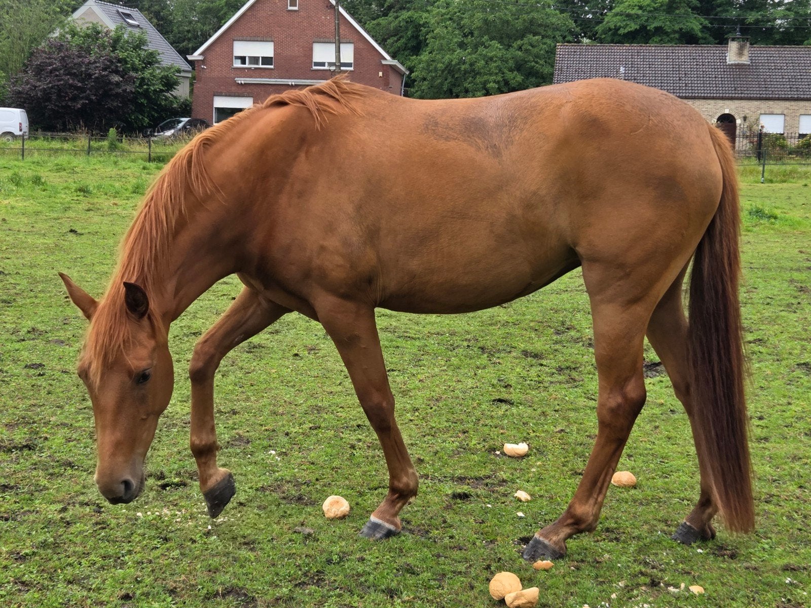 4 jarige merrie  Fürst toto x Fiderbach, Cheval de dressage, Moins de 160 cm, Avec pedigree, Non dressé