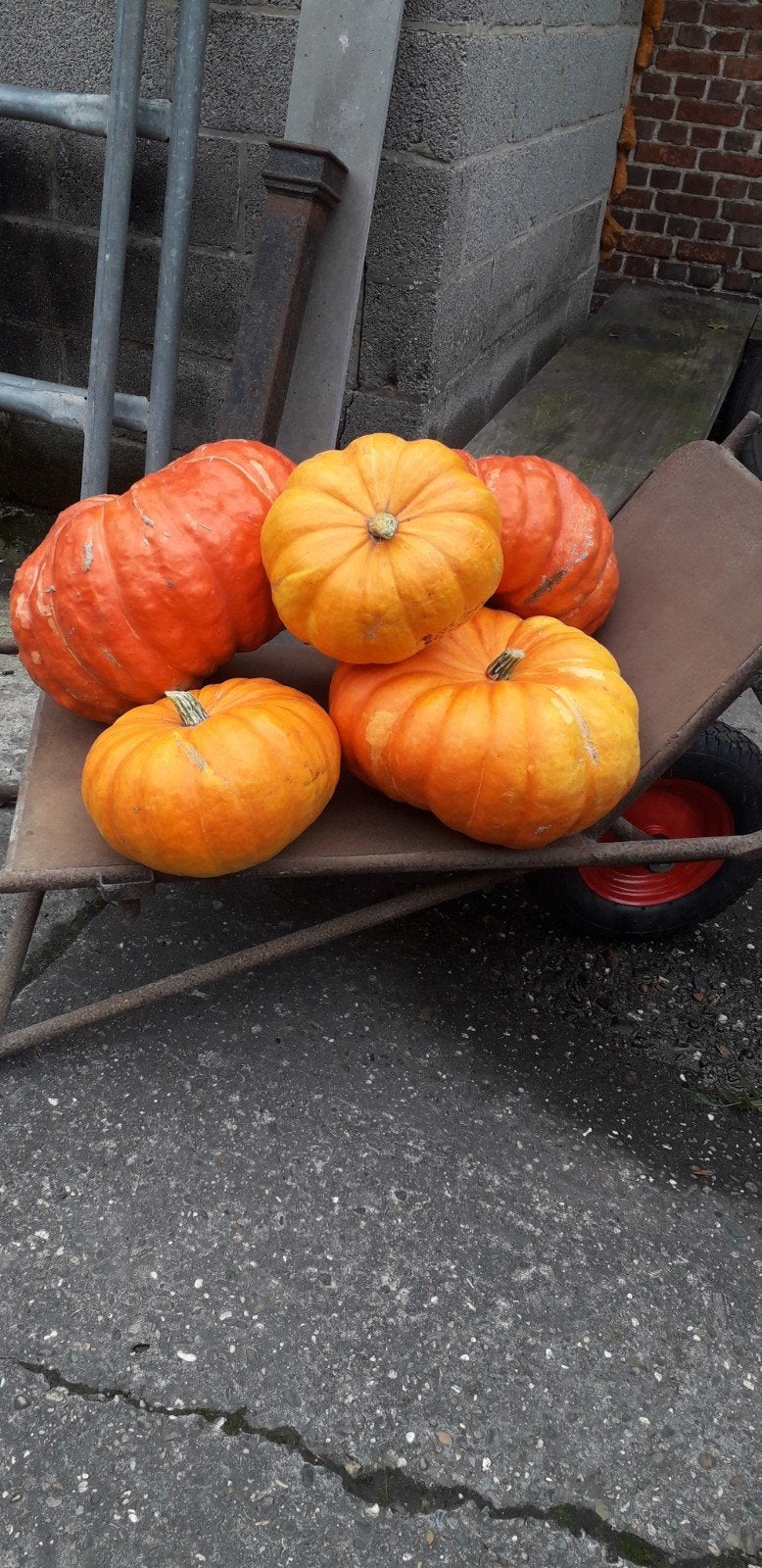 Pompoenen te koop, Ophalen