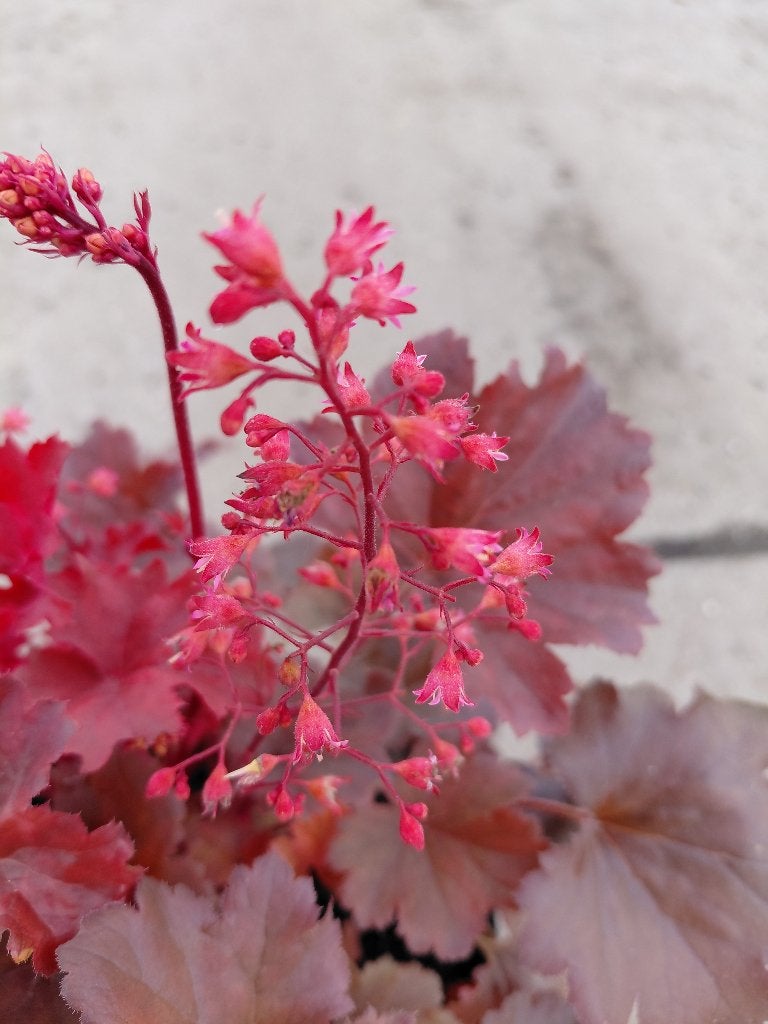 Heuchera Coral Berry, Jardin & Terrasse, Plantes | Jardin, Enlèvement, Mi-ombre