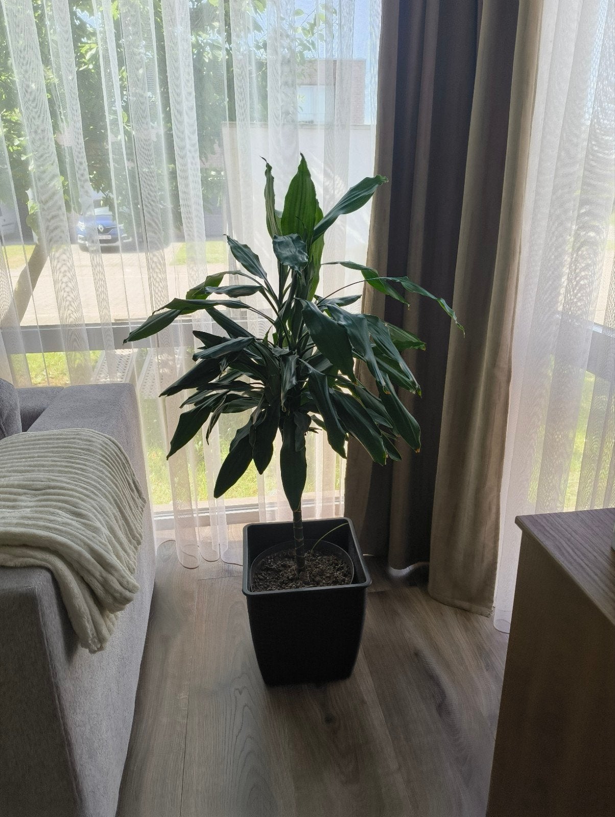 Kamerplant Dracaena, Ophalen, 100 tot 150 cm, Overige soorten, Halfschaduw
