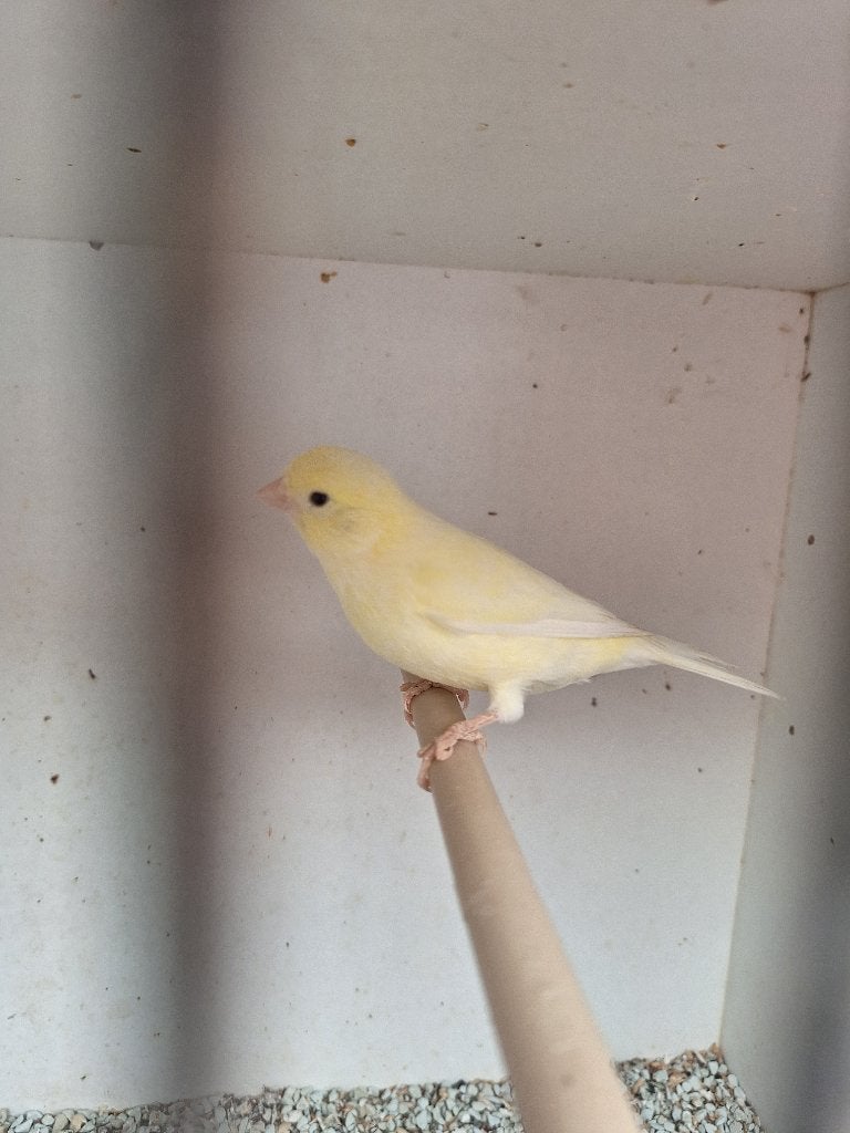 gele kanaries, Meerdere dieren, Kleurkanarie